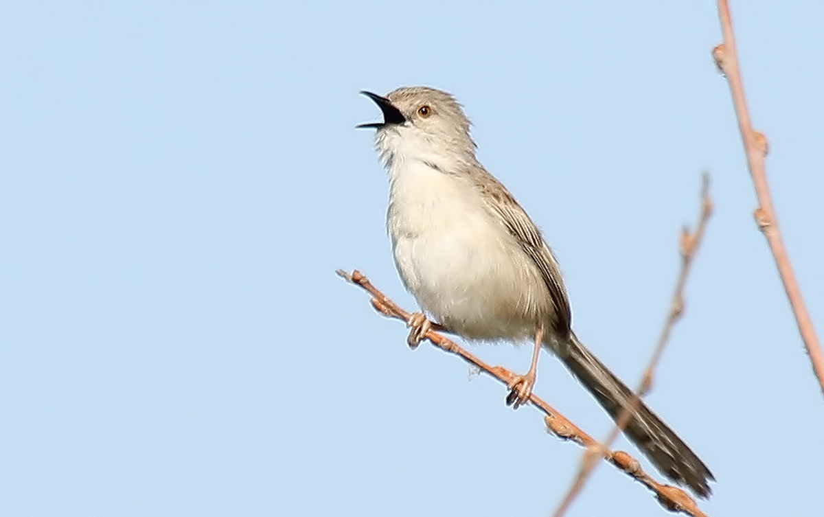 Graceful Prinia